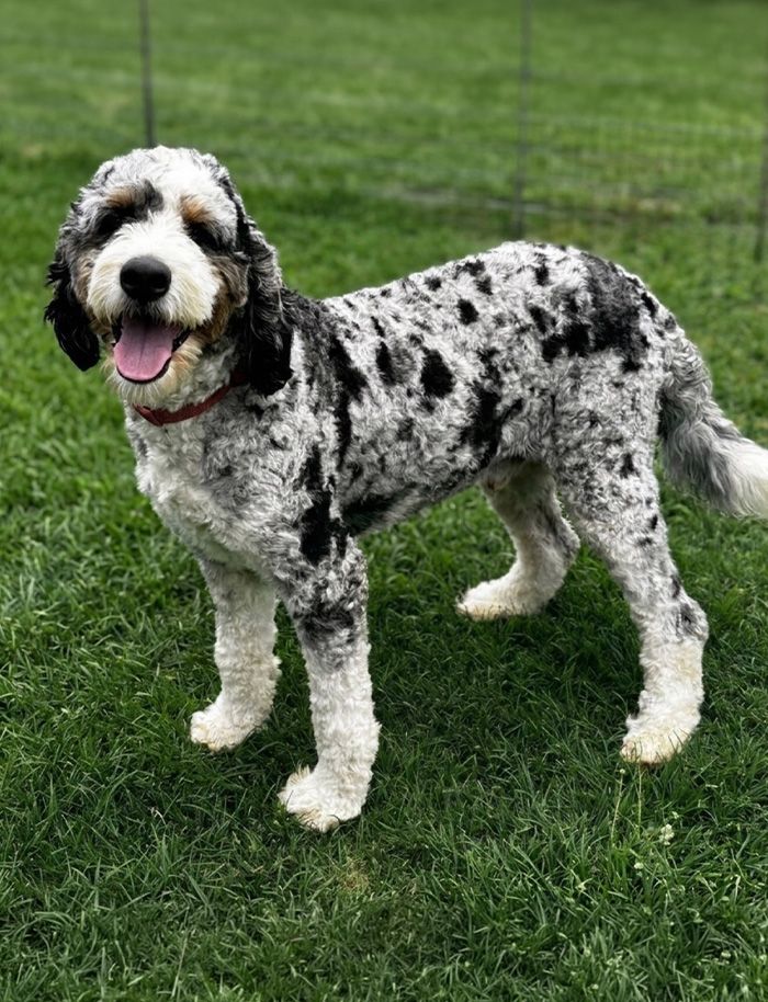 Stella – Ultra Standard Bernedoodle dam at Mercy Mountain Bernedoodles