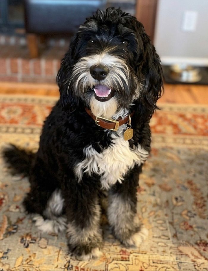 Stowe – Multigen Bernedoodle dam at Mercy Mountain Bernedoodles